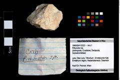 Foto (Objekt + Etikett) von Pithonoton sp.  (NHMW-GEO-1990-0041-3322)
